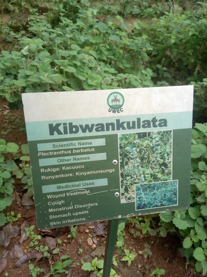 Kibwankulata