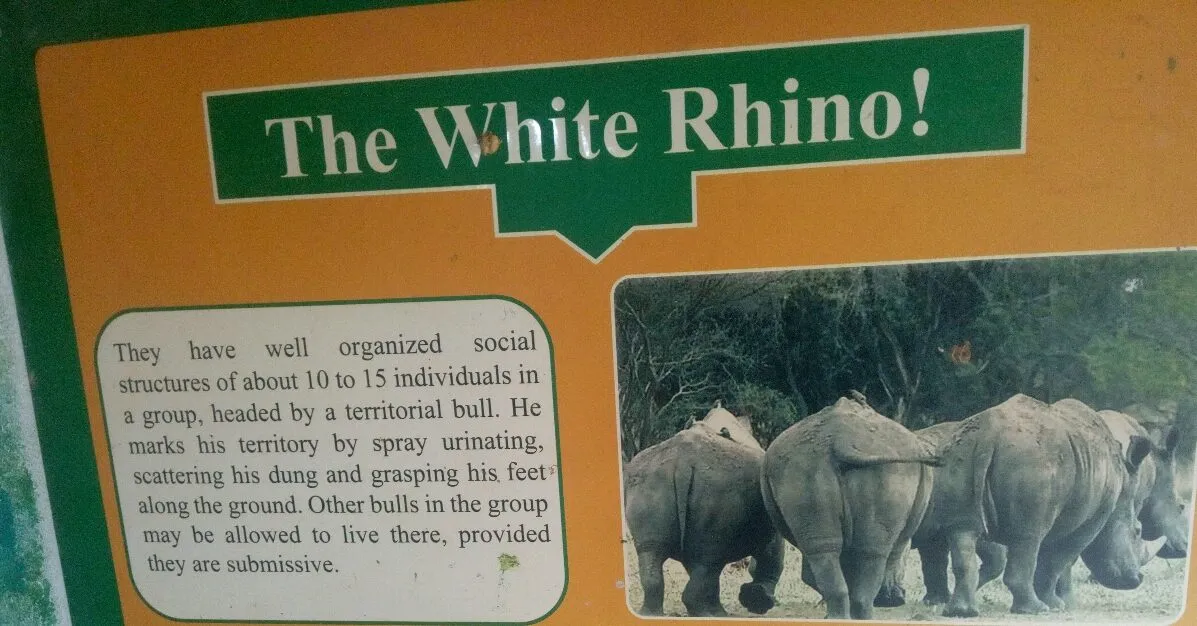 The white rhino
